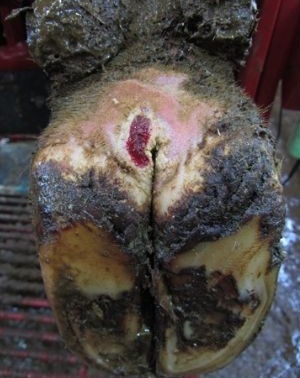 Active digital dermatitis lesion on the heel.